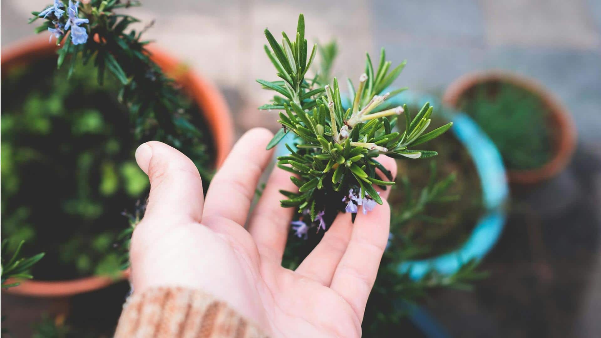 आप किचन गार्डन में आसानी से उगा सकते हैं रोजमेरी, खान-पान में जोड़ेगी स्वाद और खुशबु