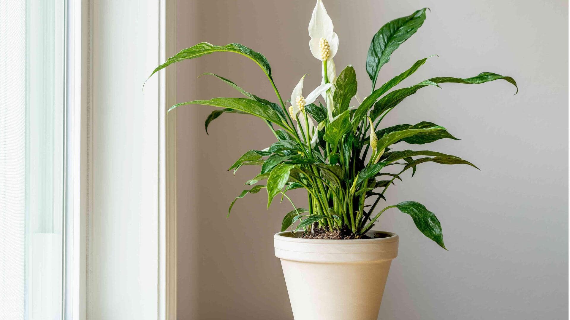 नए साल के अवसर पर प्रवेशद्वार पर लगाएं ये 5 पौधे, मिलेगी सकारात्मकता 