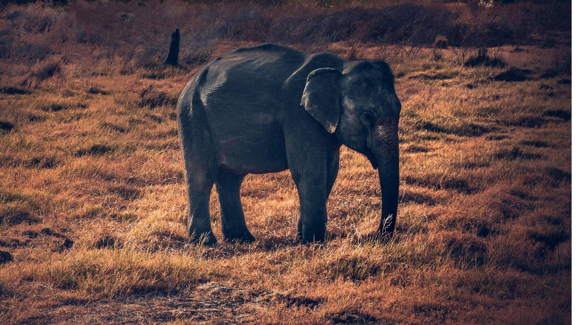 हाथी की याददाश्त इतनी मजबूत कैसे होती है? जानिए इसका रहस्य