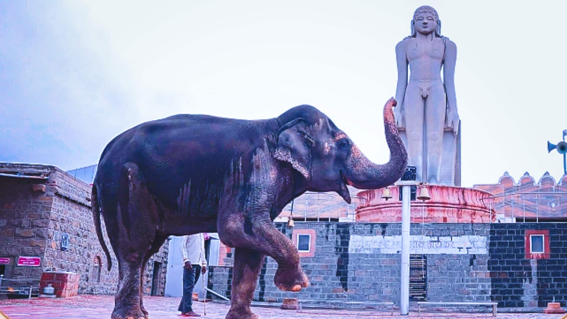 महाराष्ट्र के कोल्हापुर से वंतारा भेजे गए हाथी का मामला पहुंचा सुप्रीम कोर्ट, CJI सुनवाई करेंगे महाराष्ट्र के कोल्हापुर से वंतारा भेजे गए हाथी का मामला पहुंचा सुप्रीम कोर्ट, CJI सुनवाई करेंगे