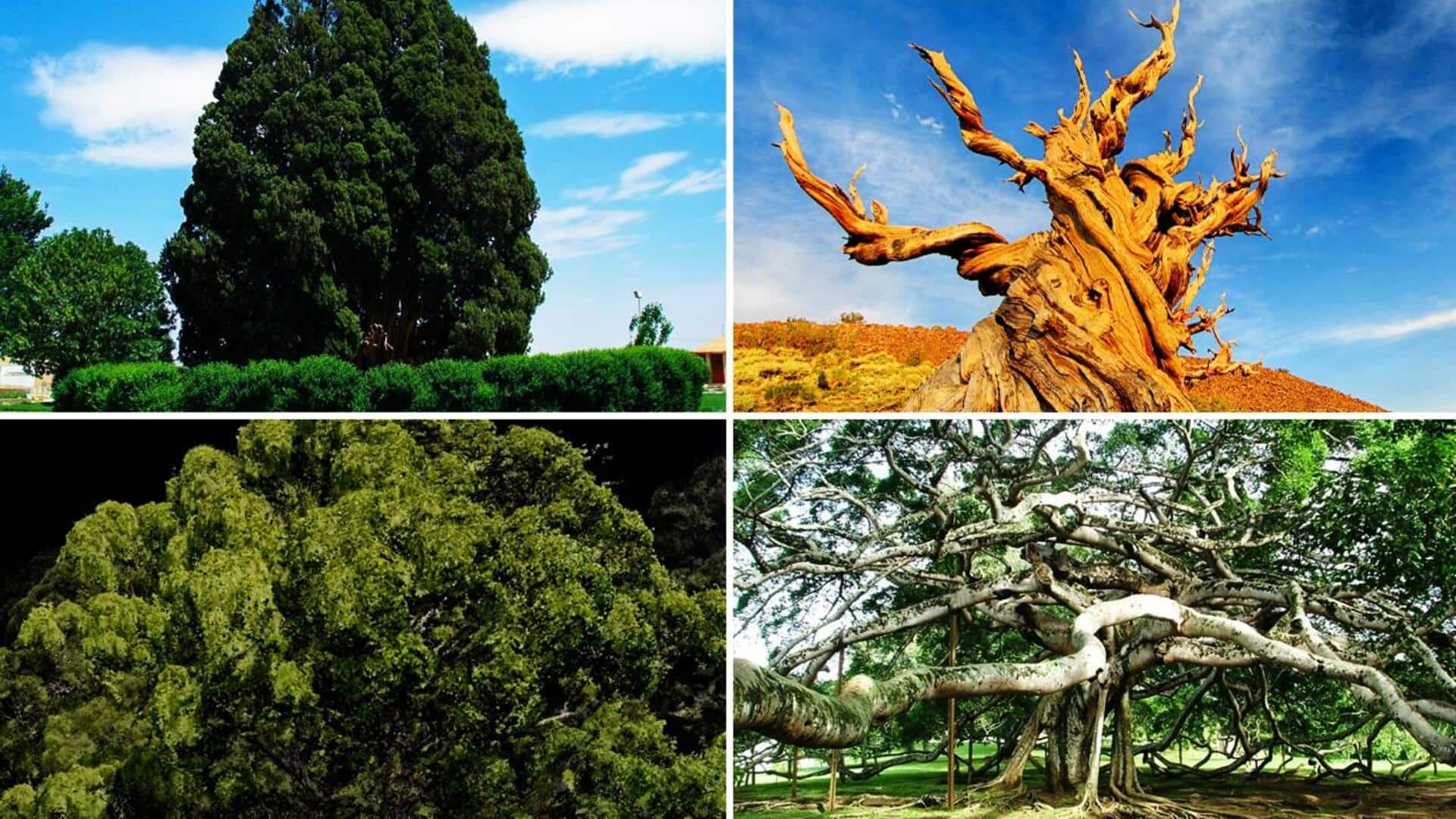 दुनिया के 5 सबसे अनोखे पेड़, जिनके बारे में शायद ही जानते होंगे आप