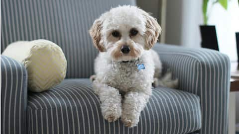 इस साल घर लाने वाले हैं कुत्ता? इन 5 बातों का रखें खास ध्यान