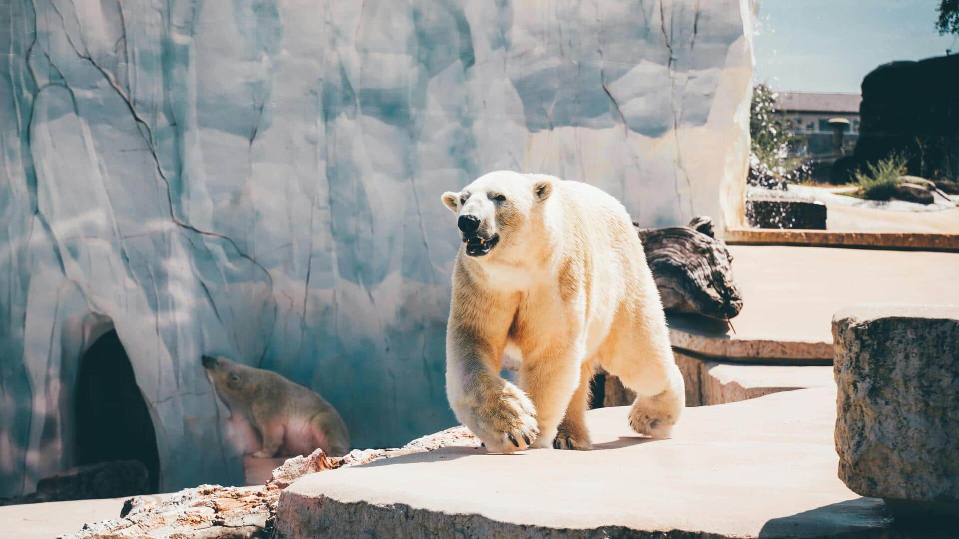 प्राकृतिक रूप से सफेद होते हैं ये जानवर, जानिए इनके बारे में