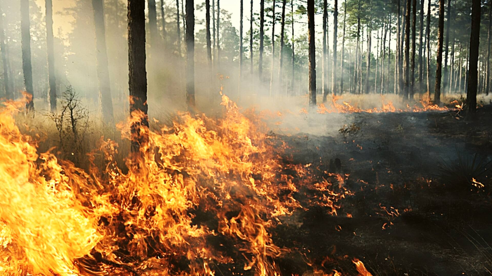 उत्तराखंड के जंगलों में फिर लगी आग, टिहरी के पास जंगल में कई पेड़ खाक