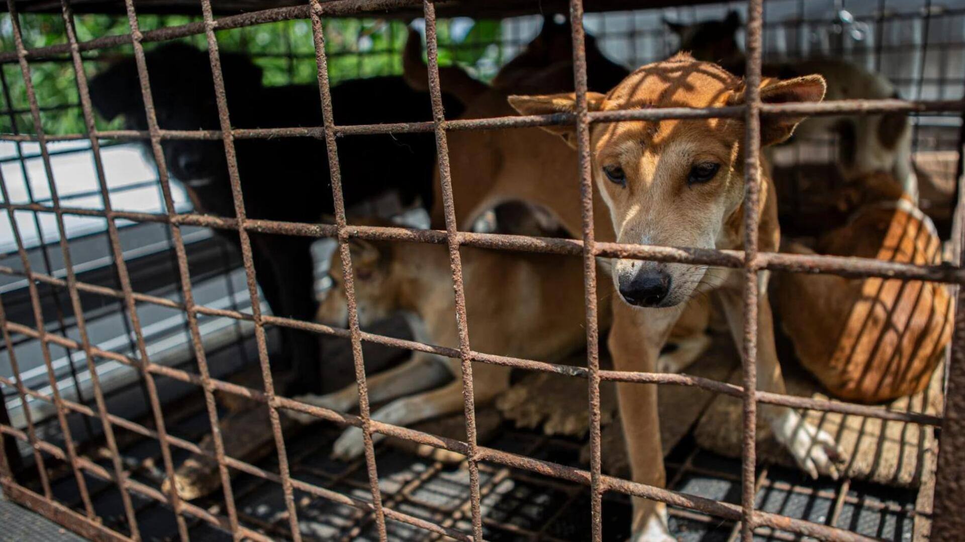 दिल्ली: G-20 के मद्देनजर एयरपोर्ट पर कुत्तों को पकड़ने का अभियान, रस्सी से बांधकर घसीटा गया
