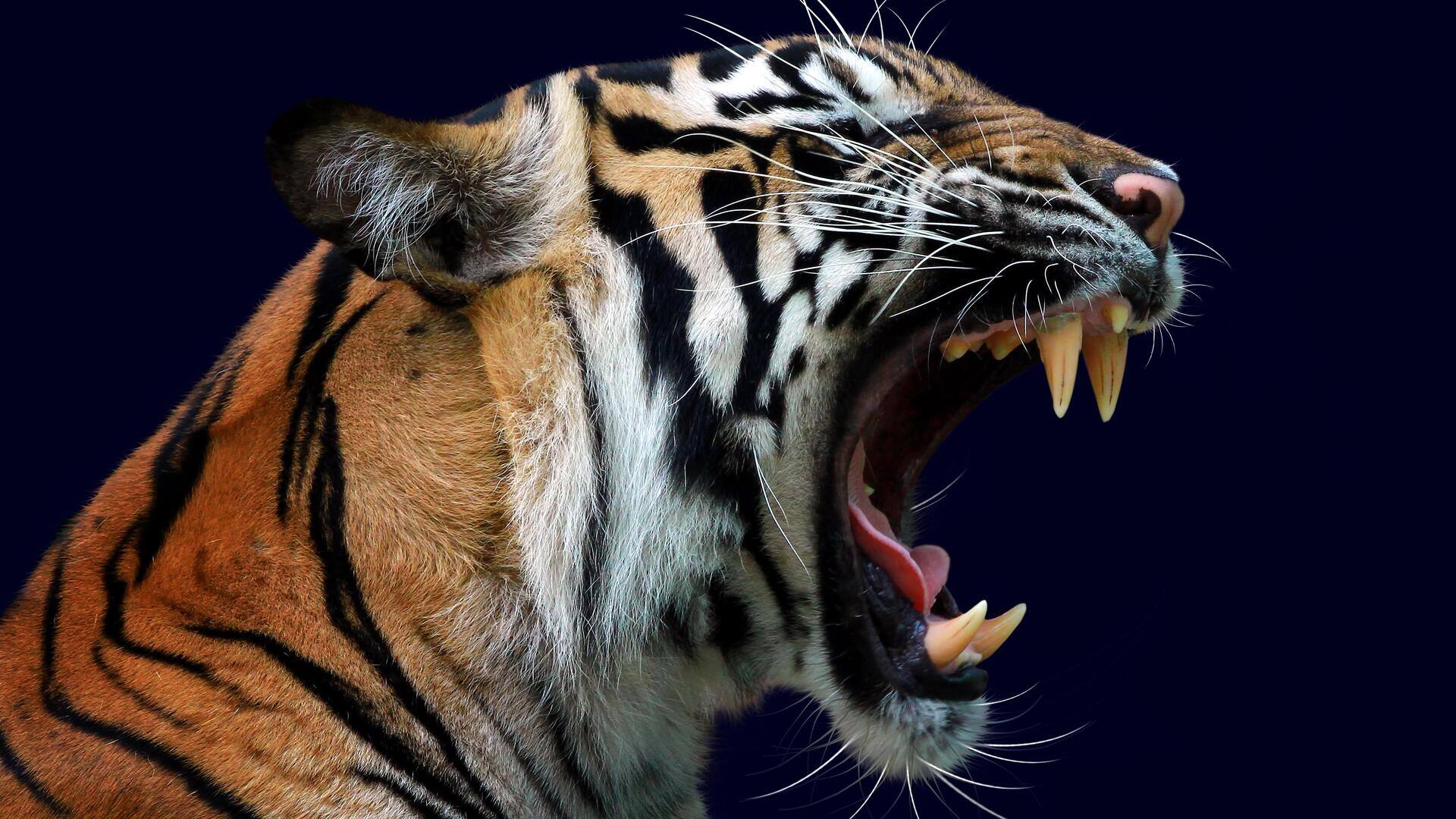 केरल: वायनाड में आदमखोर बाघ को देखते ही गोली मारने का आदेश, तैयारी शुरू