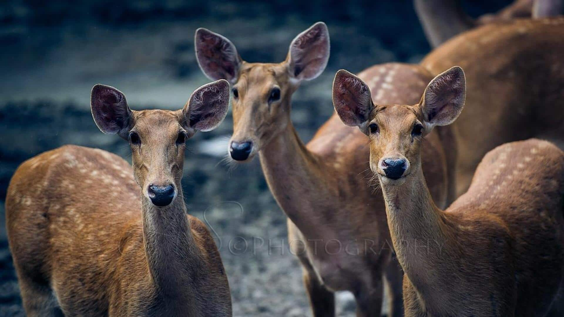 दुधवा राष्ट्रीय उद्यान की यात्रा में शामिल करें ये 5 आनंददायक गतिविधियां, मजेदार होगा अनुभव