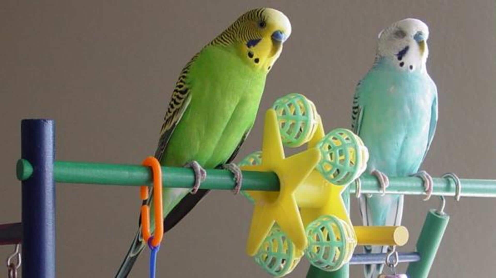 सर्दियों के दौरान बजरिगर की ऐसे करें देखभाल, रहेगा स्वस्थ