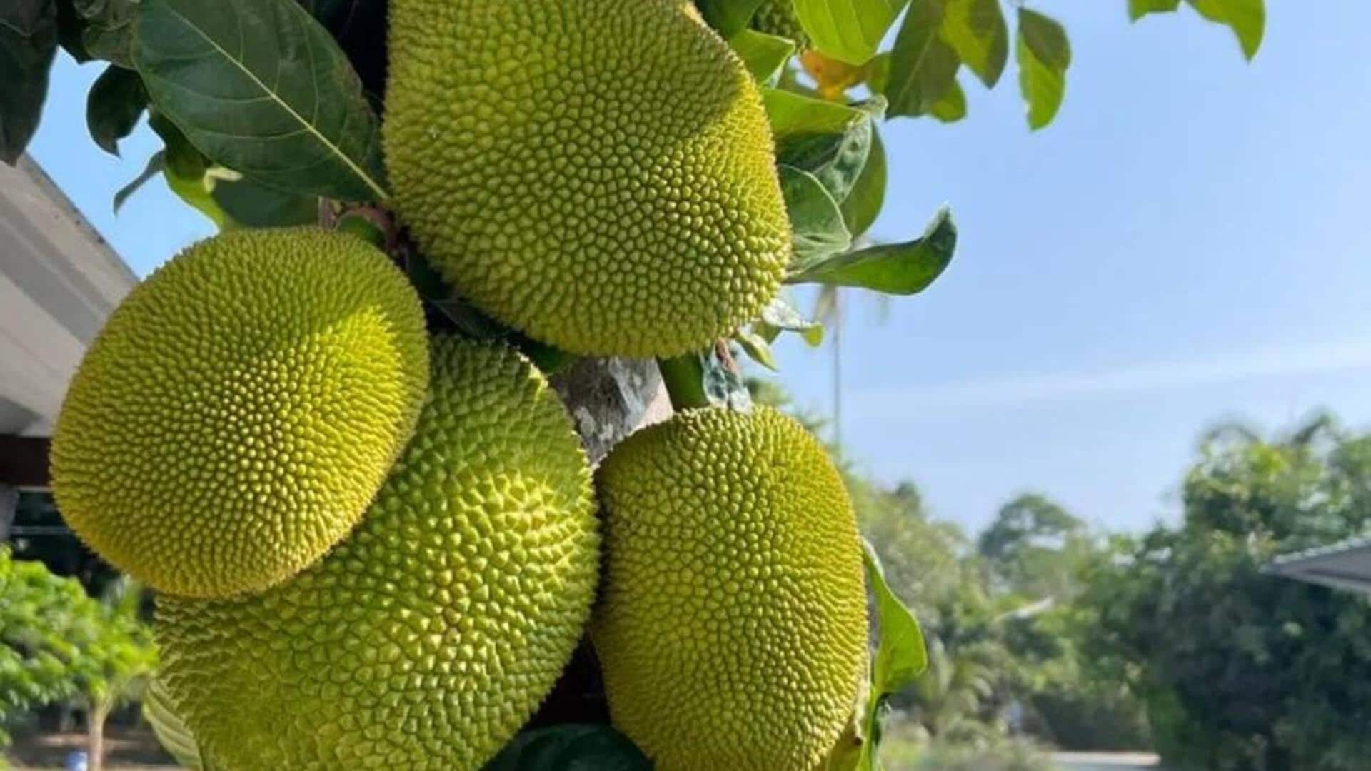 मसालेदार कटहल के चिप्स बनाकर खाएं, स्नैकिंग का है मजेदार तरीका