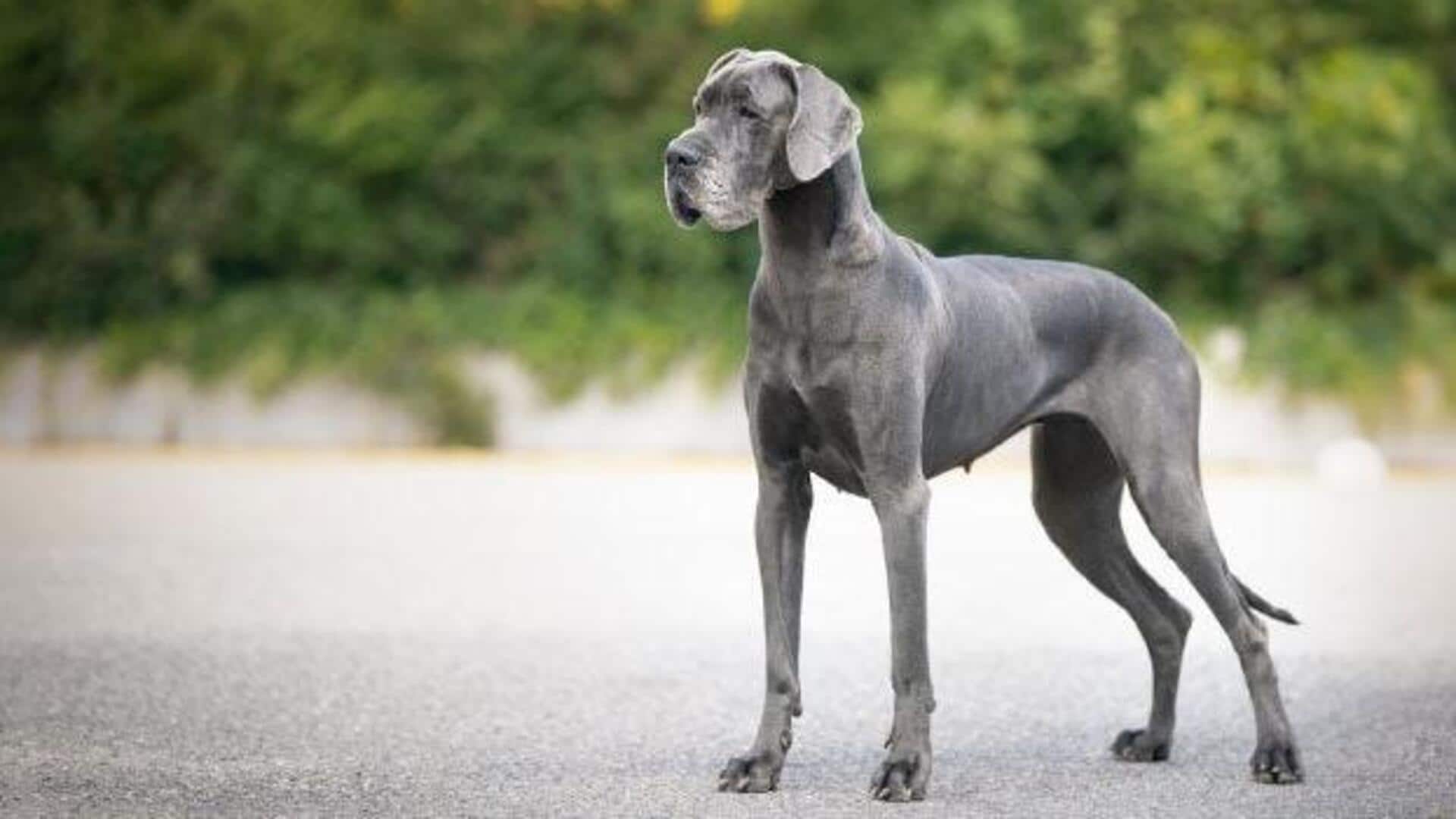 ग्रेट डेन को जोड़ों से जुड़ी समस्याओं से सुरक्षित रखने के लिए अपनाएं ये तरीके