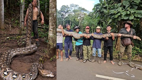 इंडोनेशिया में रहता है दुनिया का सबसे लंबा सांप, जानिए कितनी है लंबाई