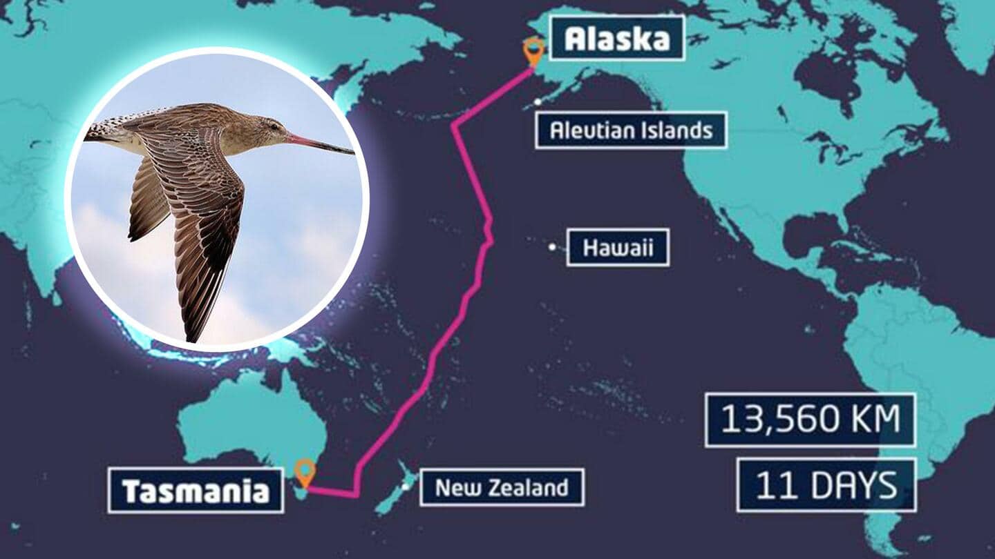 इस पक्षी ने बिना रुके 11 दिन में भरी 13,560 किलोमीटर की उड़ान, बनाया रिकॉर्ड