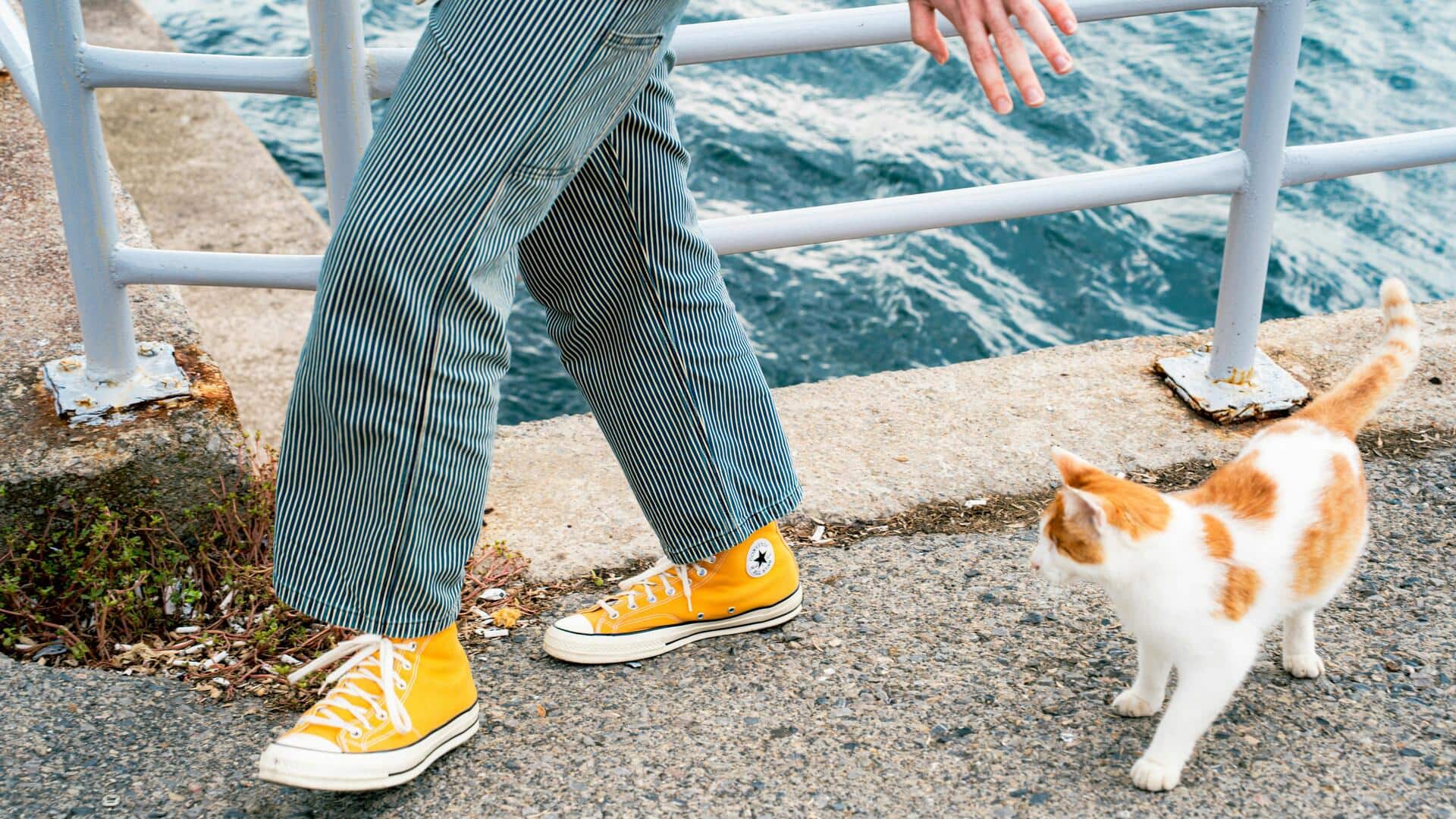 बिल्लियों के साथ दोस्ती करने के लिए अपनाएं ये 5 तरीके, होगा फायदा