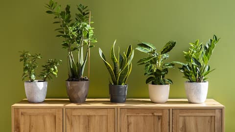 अपने घर को ताजगी से भरने के लिए लगाएं ये पौधे, गर्मी से भी मिलेगी राहत