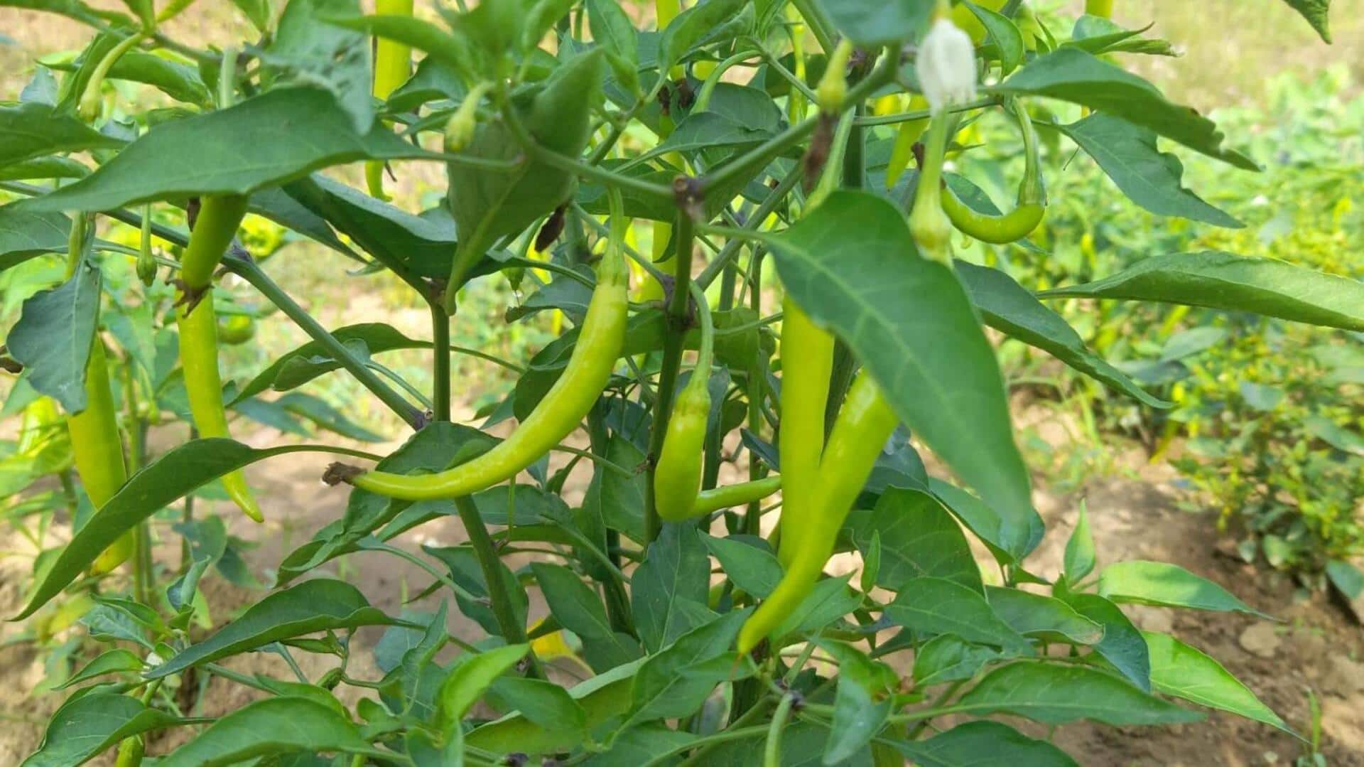 हरी मिर्च के पौधे को स्वस्थ रखने के लिए अपनाएं ये 5 तरीके हरी मिर्च के पौधे को स्वस्थ रखने के लिए अपनाएं ये 5 तरीके