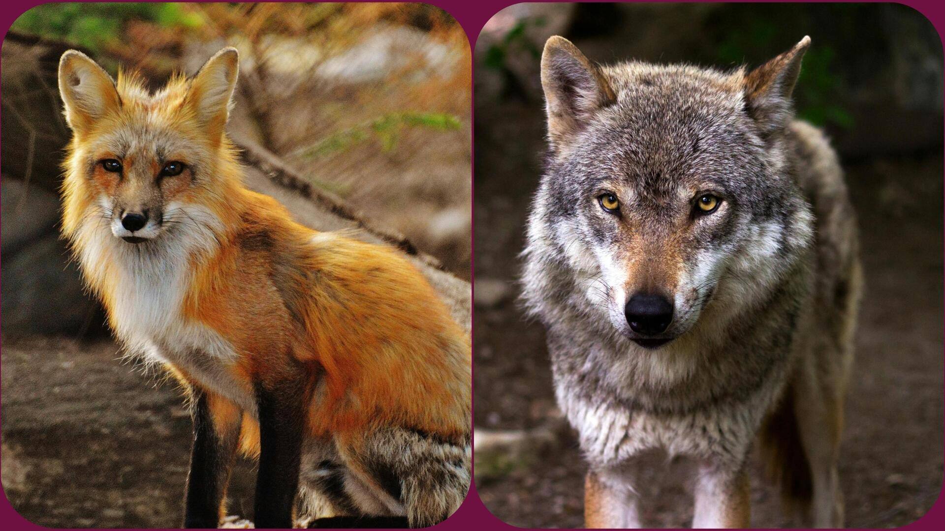 लोमड़ी और भेड़िया एक ही जानवर समझते हैं? जानिए इनके बीच का अंतर