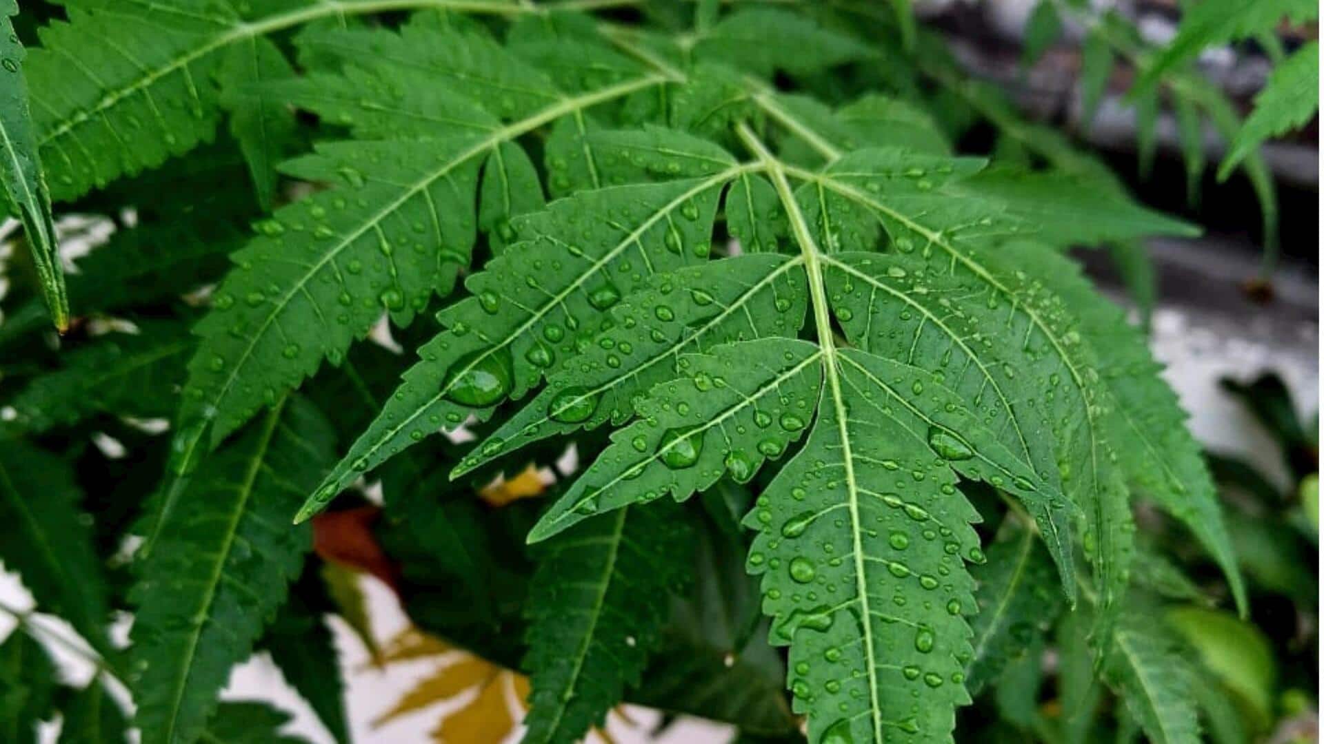 रोजमर्रा की कई समस्याओं का अंत कर सकता है नीम, जानें इसके विभिन्न इस्तेमाल रोजमर्रा की कई समस्याओं का अंत कर सकता है नीम, जानें इसके विभिन्न इस्तेमाल