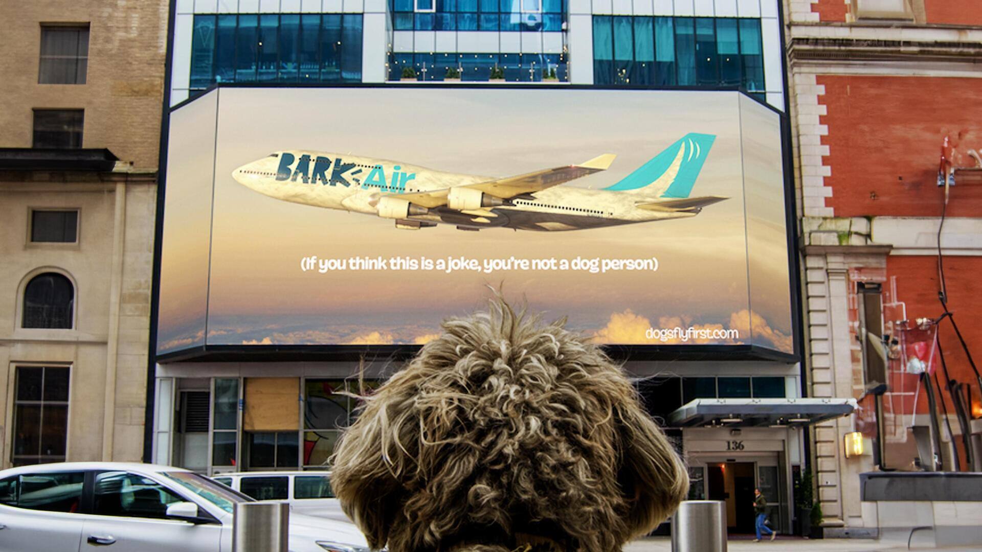 अब कुत्ते कर सकेंगे हवा की सैर, इस कंपनी ने शुरू की कुत्तों के लिए एयरलाइन 