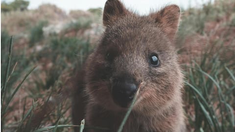 ऑस्ट्रेलिया में ही पाए जाते हैं ये अनोखे जानवर, जानिए इनकी खासियत