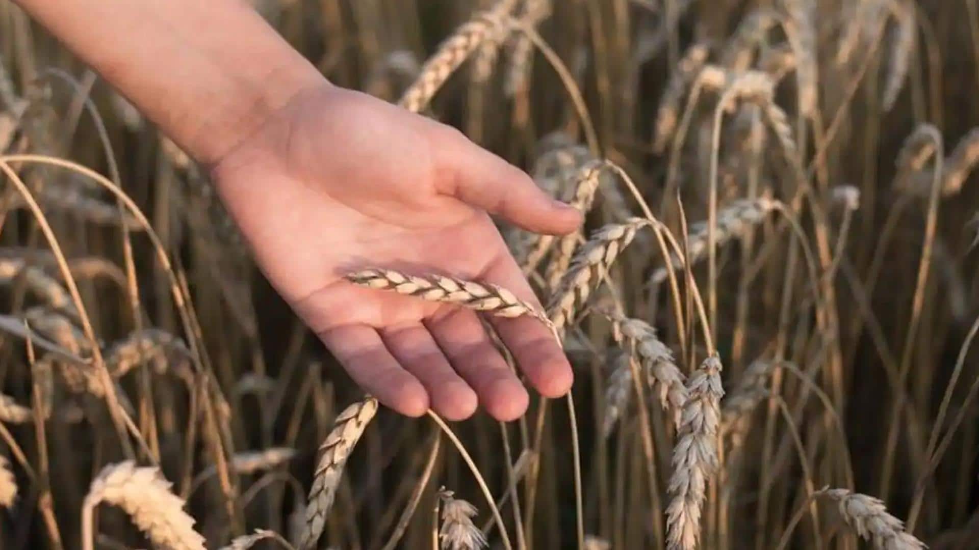 भारत ने तीन साल के प्रतिबंध के बाद गेहूं उत्पाद के कुछ निर्यात की अनुमति दी