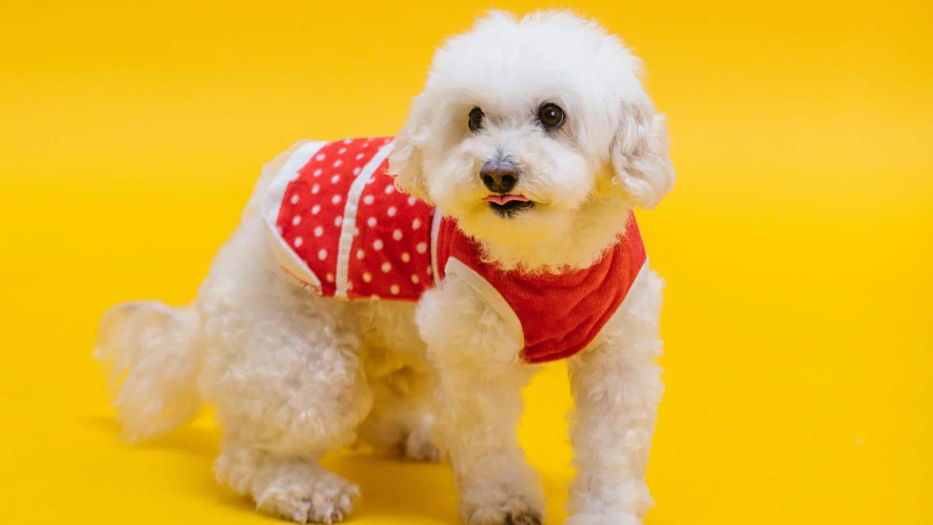 पूडल के मौखिक स्वास्थ्य का ऐसे रखें ध्यान, दूर होंगे कई रोग