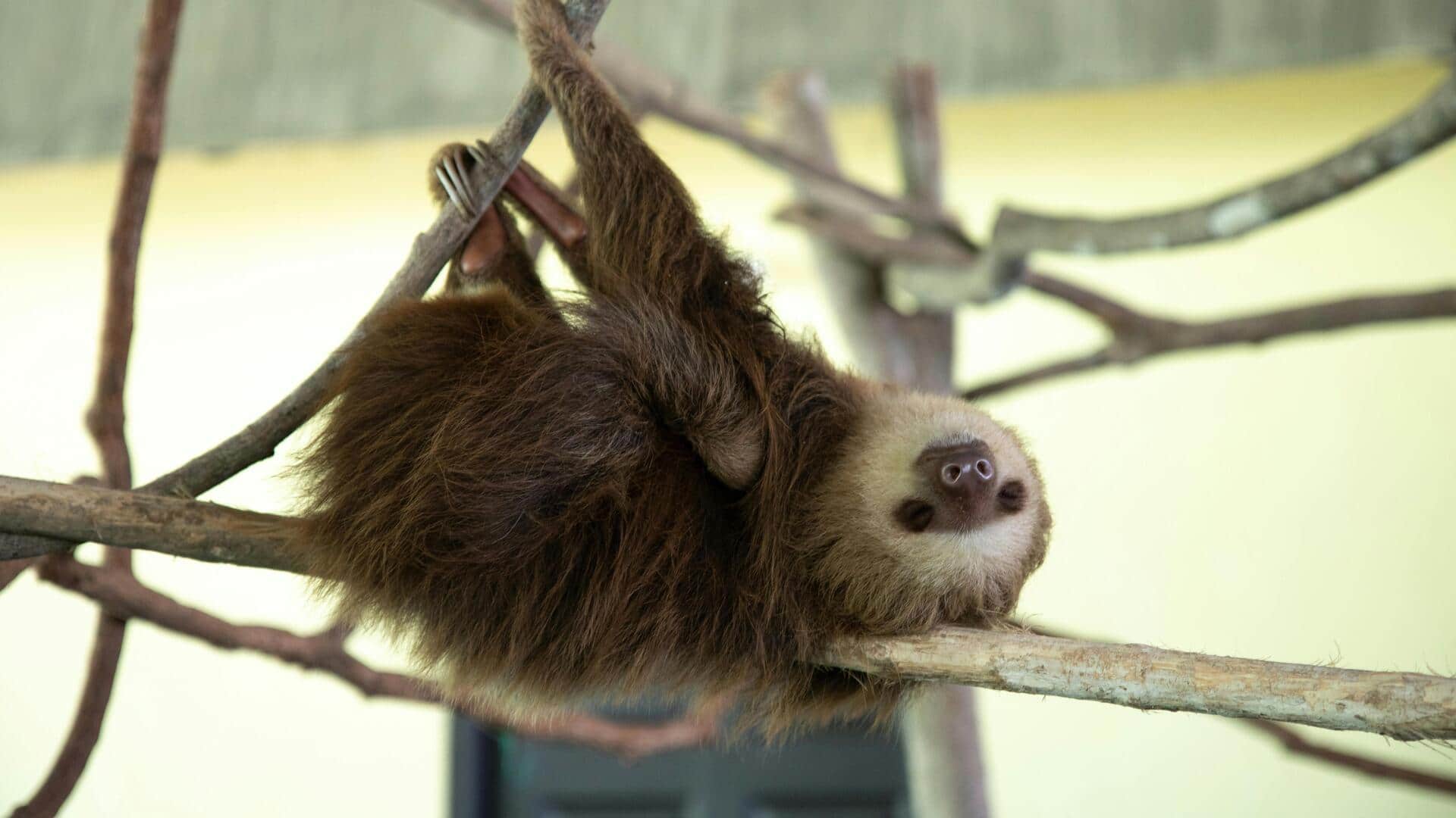 अमेजन वर्षावन में देखे जा सकते हैं ये दुर्लभ जानवर, एक बार जरूर करें सैर