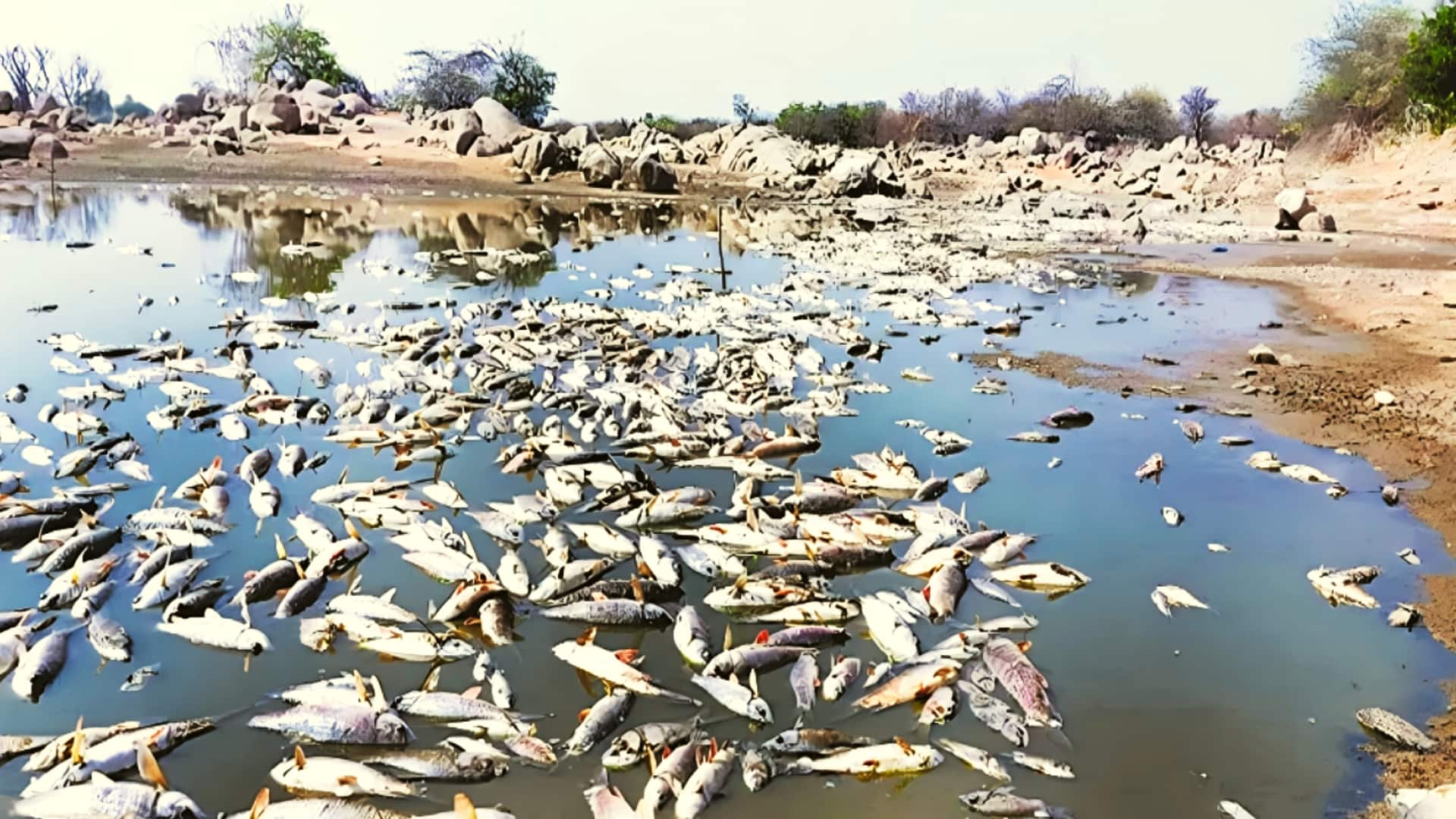 तेलंगाना: भीषण गर्मी से रंगारेड्डी जिले के तालाबों की मर रहीं मछलियां, किसानों को भारी नुकसान