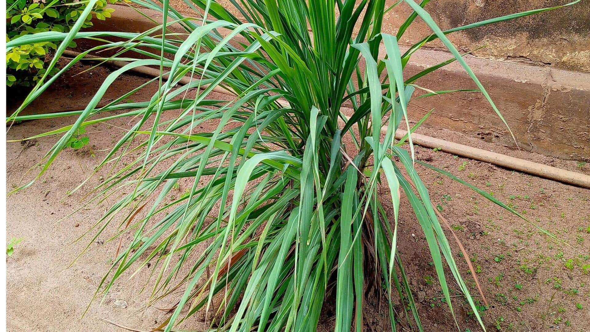 लेमनग्रास के पौधे की देखभाल करने के लिए अपनाएं ये 5 तरीके, होगा फायदा लेमनग्रास के पौधे की देखभाल करने के लिए अपनाएं ये 5 तरीके, होगा फायदा