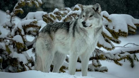 गर्मी से ज्यादा सर्दी पसंद करते हैं ये 5 जानवर, जानिए क्या है वजह