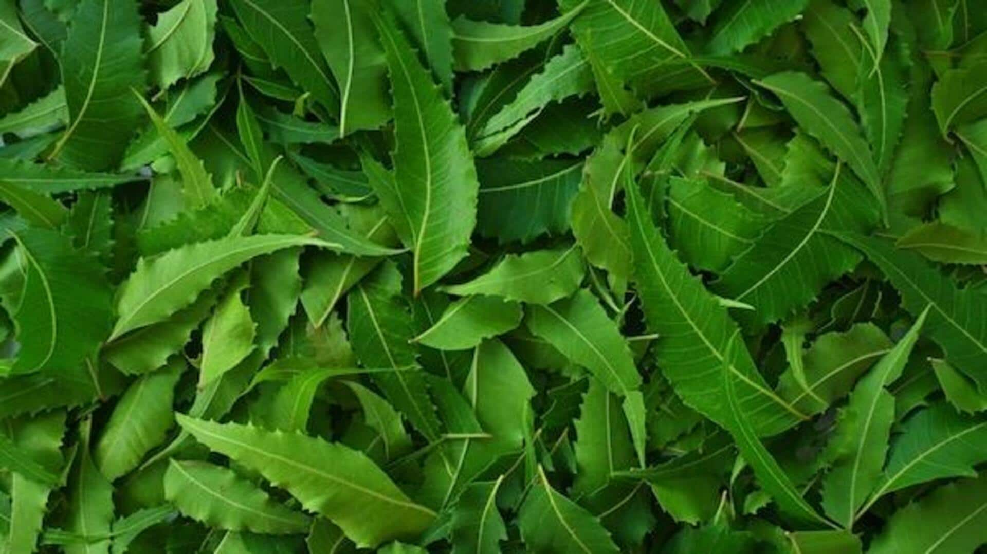 घर से मच्छरों को दूर रखना चाहते हैं? इन 5 तरीकों को आजमाएं