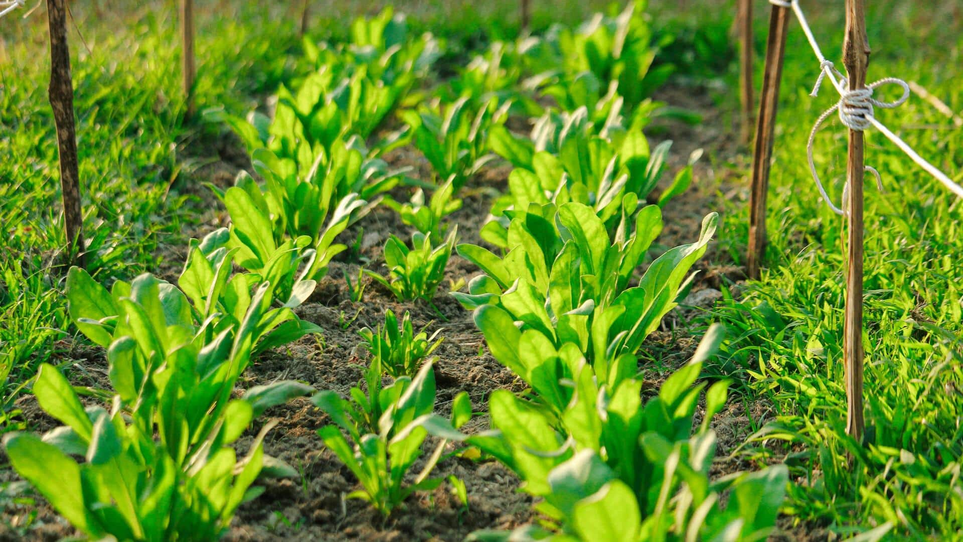 गर्मियों में पौधों को सुरक्षित रखने के लिए अपनाएं ये 5 सरल तरीके