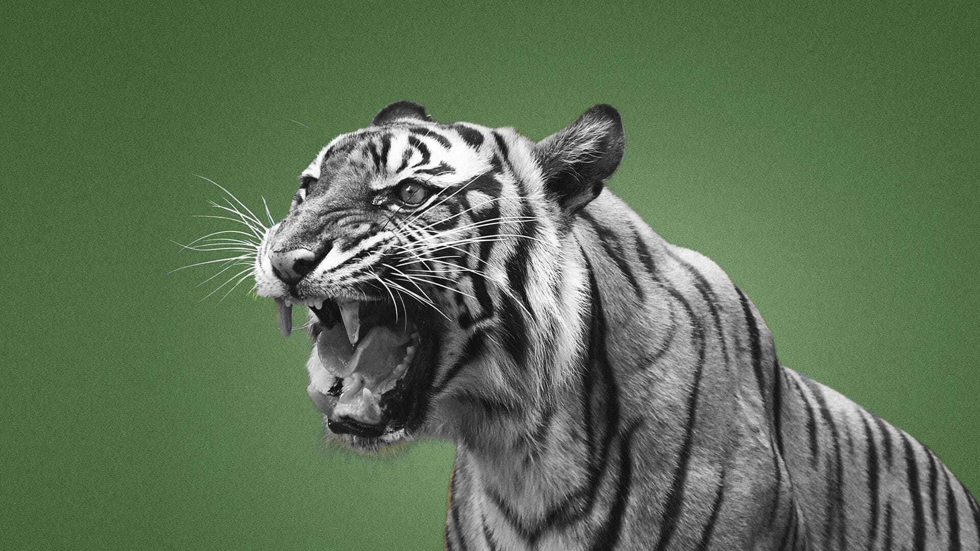 #NewsBytesExplainer: प्रोजेक्ट टाइगर के 50 साल, जानिए जंगलों में कैसे होती है बाघों की गिनती