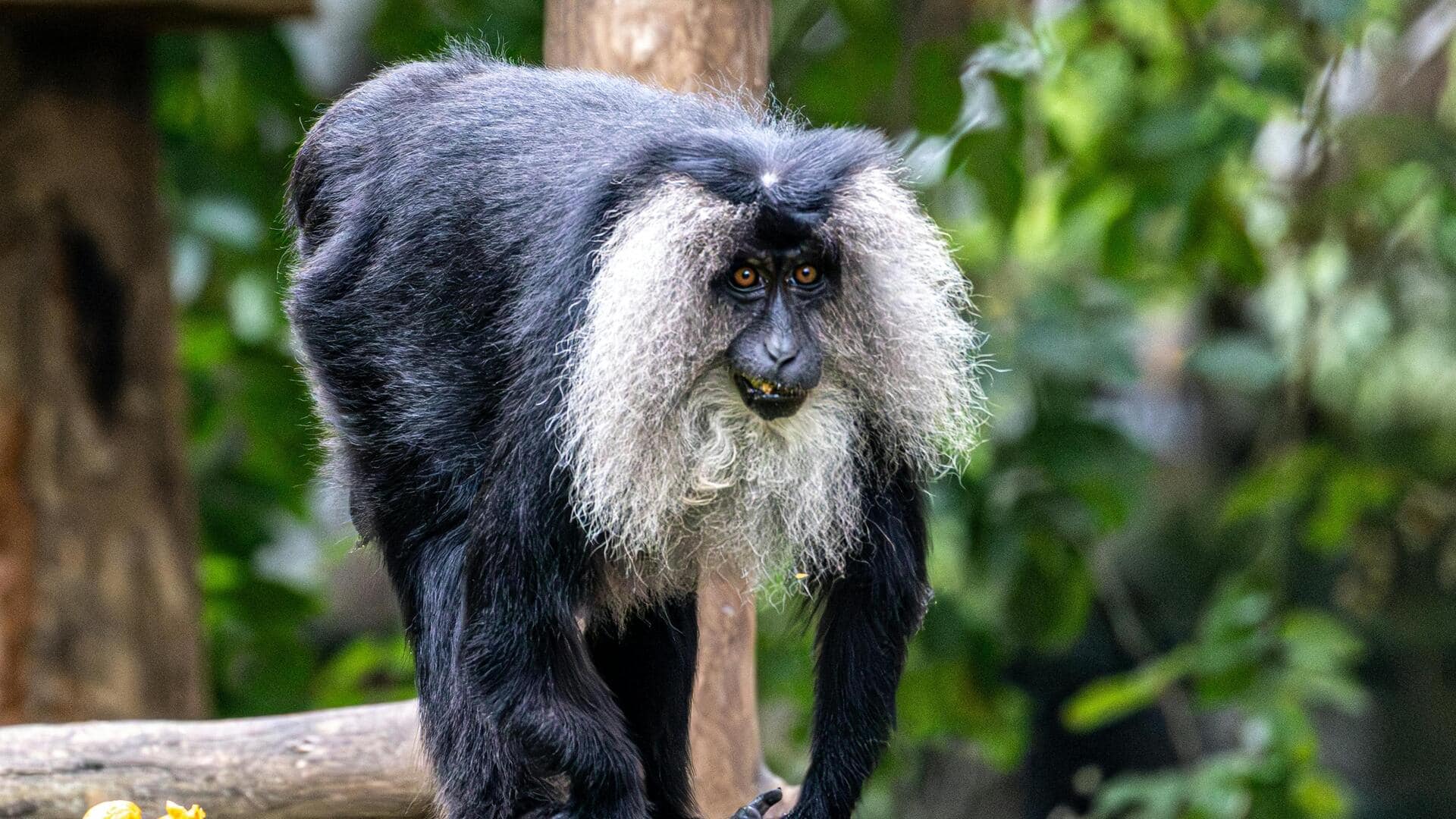 बहुत ही अनोखा बंदर है लायन-टेल्ड मकाक, जानिए उससे जुड़ी हैरान कर देने वाले तथ्य