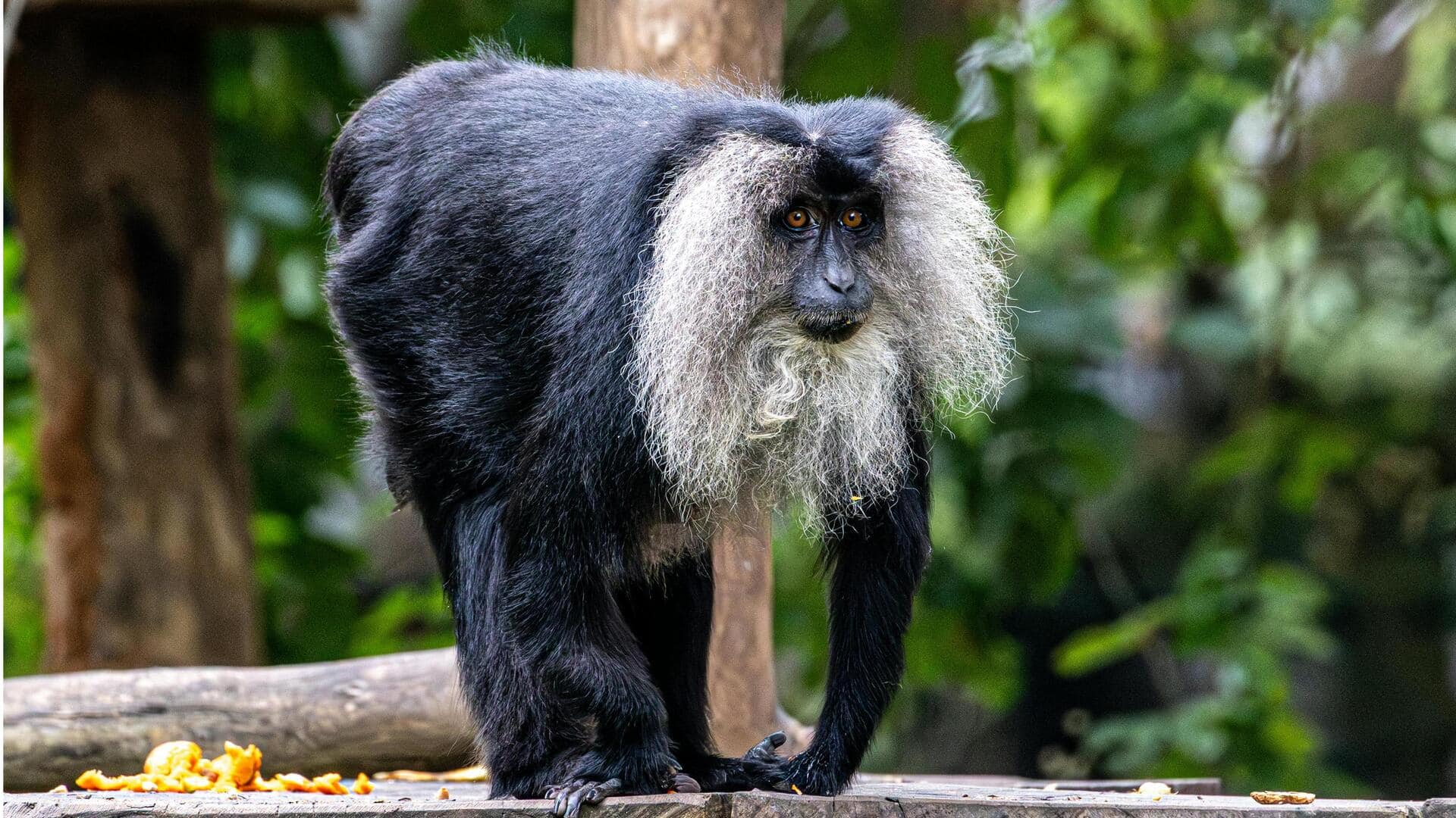 सिर्फ भारत में पाए जाते हैं ये 5 जंगली जानवर, जानिए इनके बारे में महत्वपूर्ण बातें