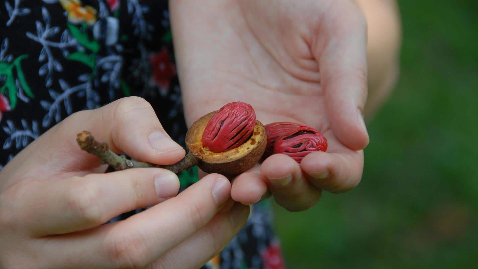 जायके के साथ सेहत को बढ़ावा देने में सहायक है जावित्री, जानिए इससे बनाए जाने वाले व्यंजन