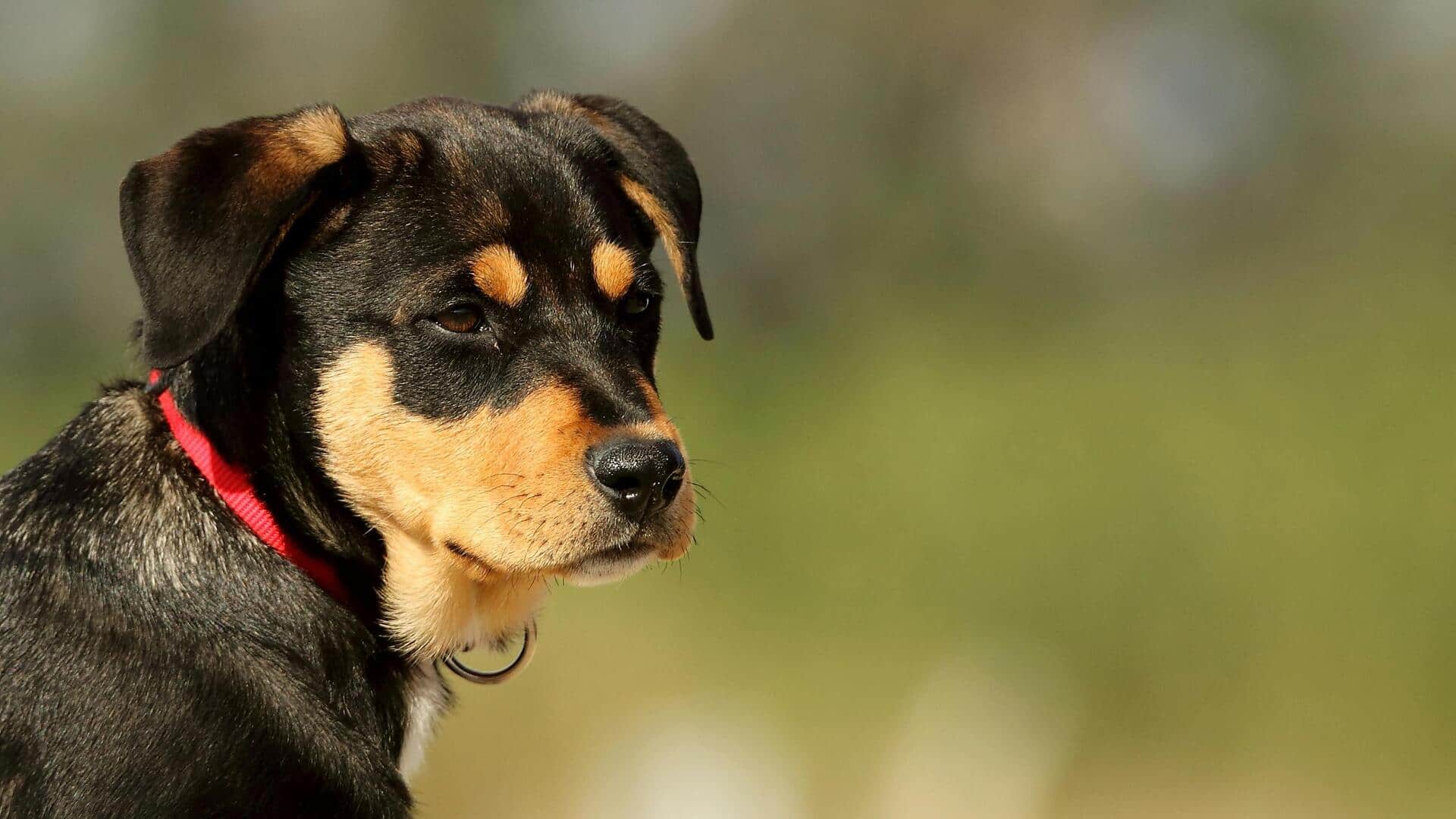 पालतू जानवरों को खुजली की समस्या है? इन 5 प्राकृतिक उपचारों को आजमाएं