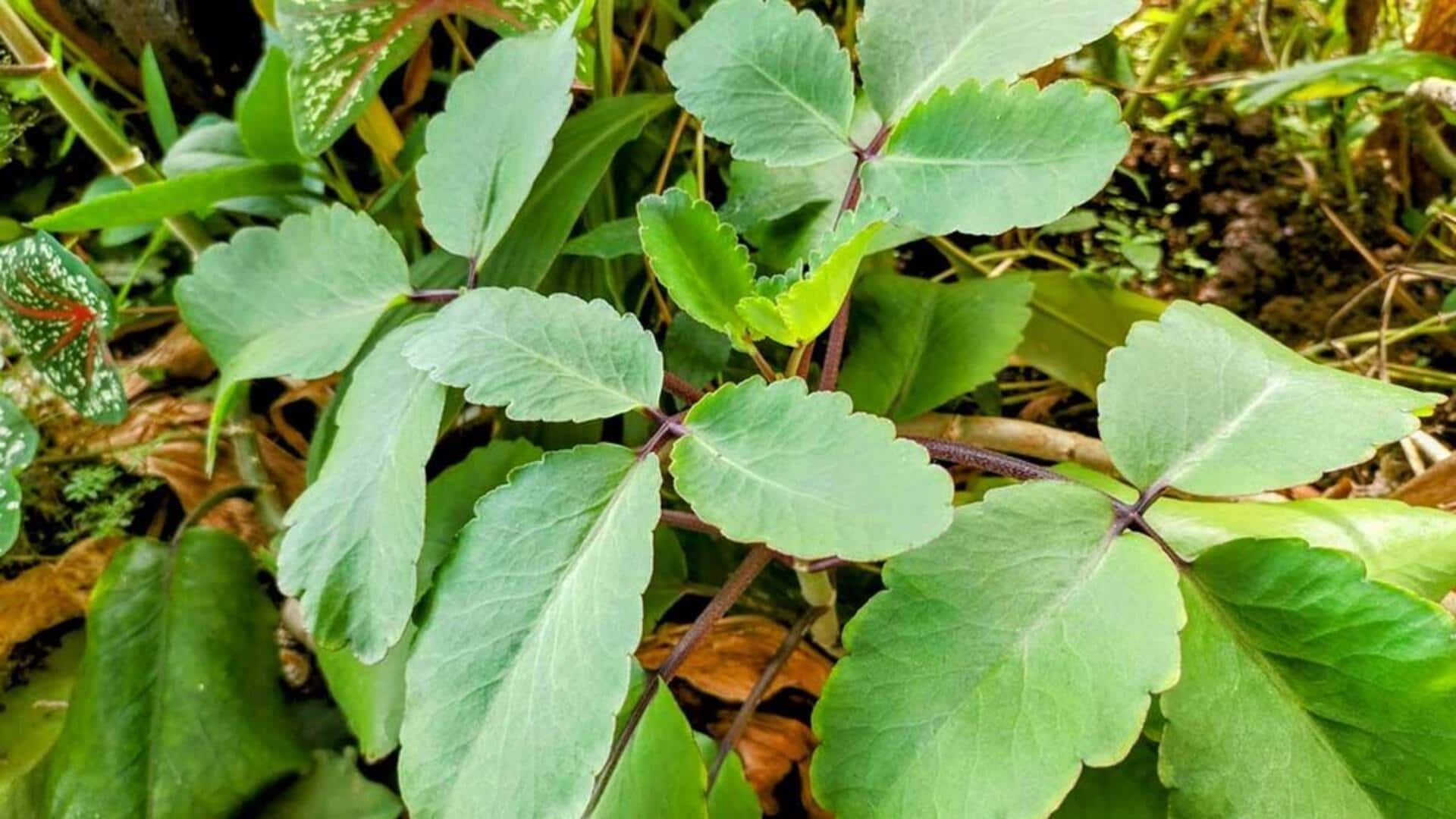 पथरचट्टा पौधे से मिल सकते हैं कई स्वास्थ्य लाभ, जानिए 5 महत्वपूर्ण फायदे पथरचट्टा पौधे से मिल सकते हैं कई स्वास्थ्य लाभ, जानिए 5 महत्वपूर्ण फायदे