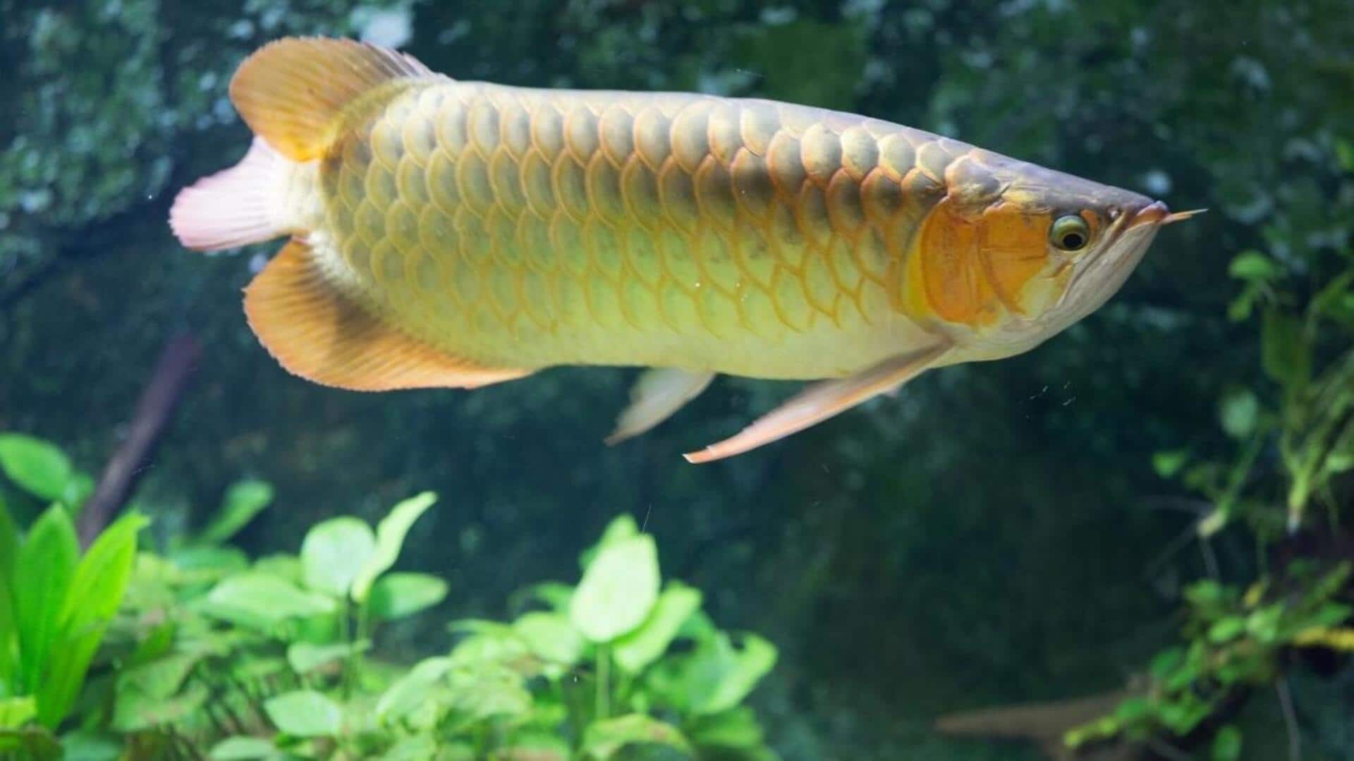 घर के एक्वेरियम में एरोवाना मछली को रखने से पहले जान लें ये बातें, होगा फायदा