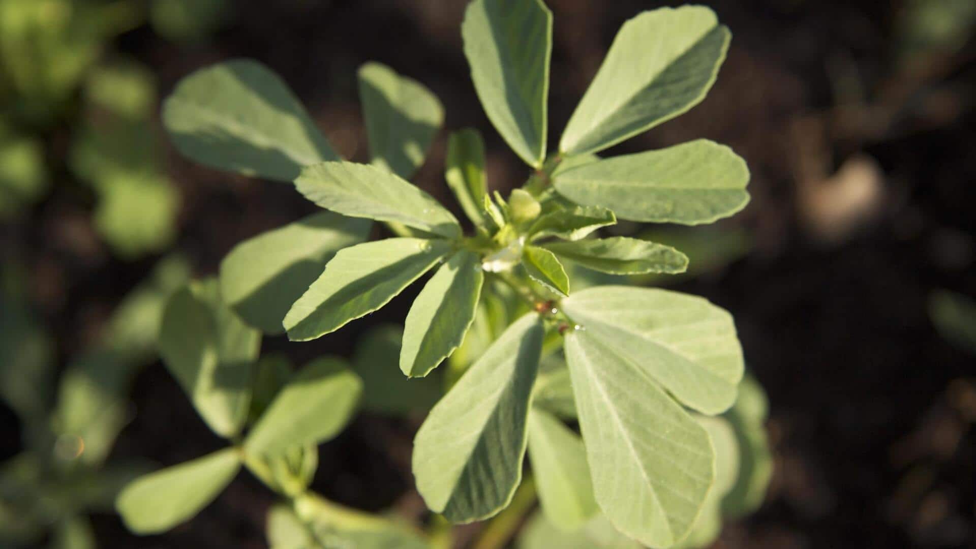 घर की बालकनी में आसानी से उगाई जा सकती है मेथी, अपनाएं ये तरीका