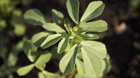 घर की बालकनी में आसानी से उगाई जा सकती है मेथी, अपनाएं ये तरीका