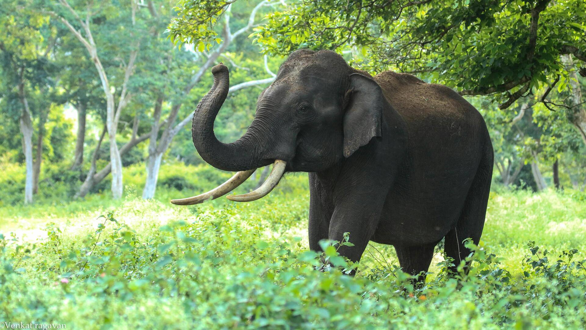 केरल: मलयालम चैनल के लिए रिपोर्टिंग के दौरान कैमरामैन को जंगली हाथी ने कुचला, मौत
