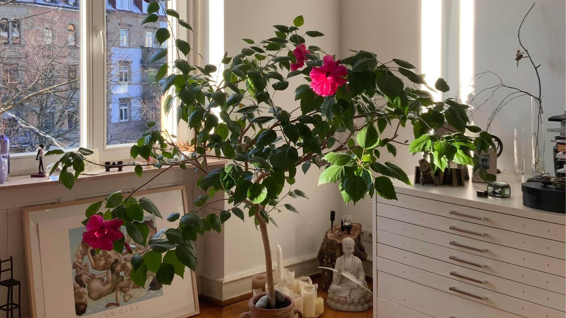 घर में पौधे लगाने से मिल सकते हैं ये 5 फायदे, आज से ही करें शुरुआत