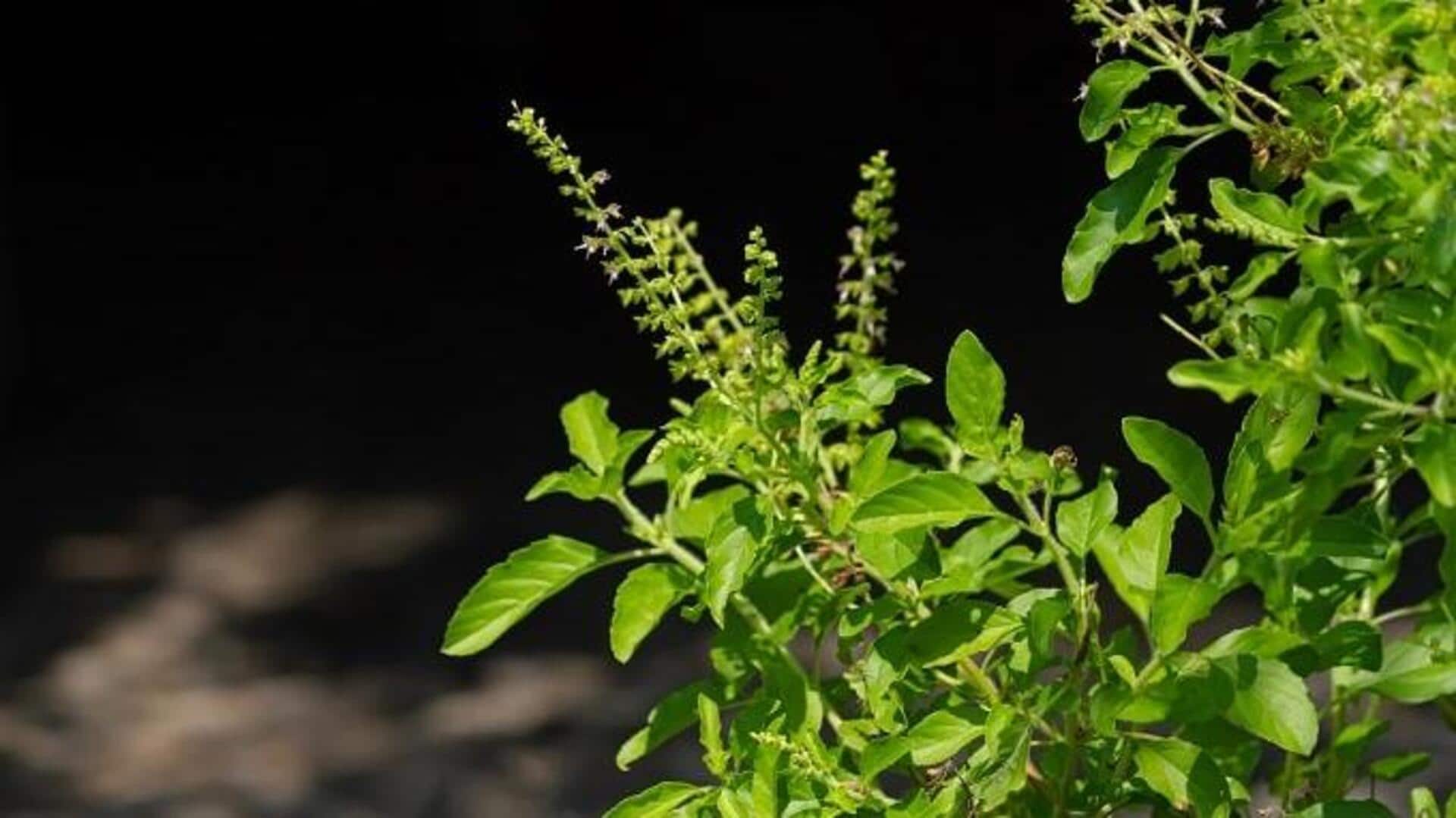 आयुर्वेद में इन 5 पौधों का होता है इस्तेमाल, जानें इनके फायदे