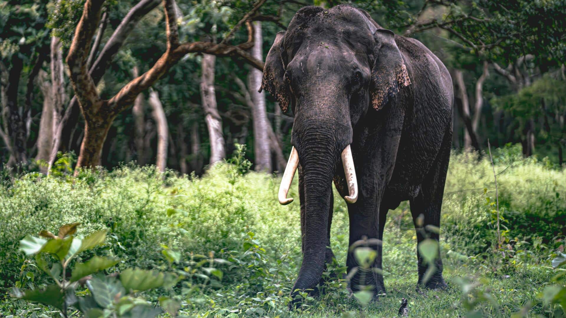 झारखंड के पश्चिमी सिंहभूम में एक हाथी ने कैसे मचाया आतंक? अब तक 22 की मौत