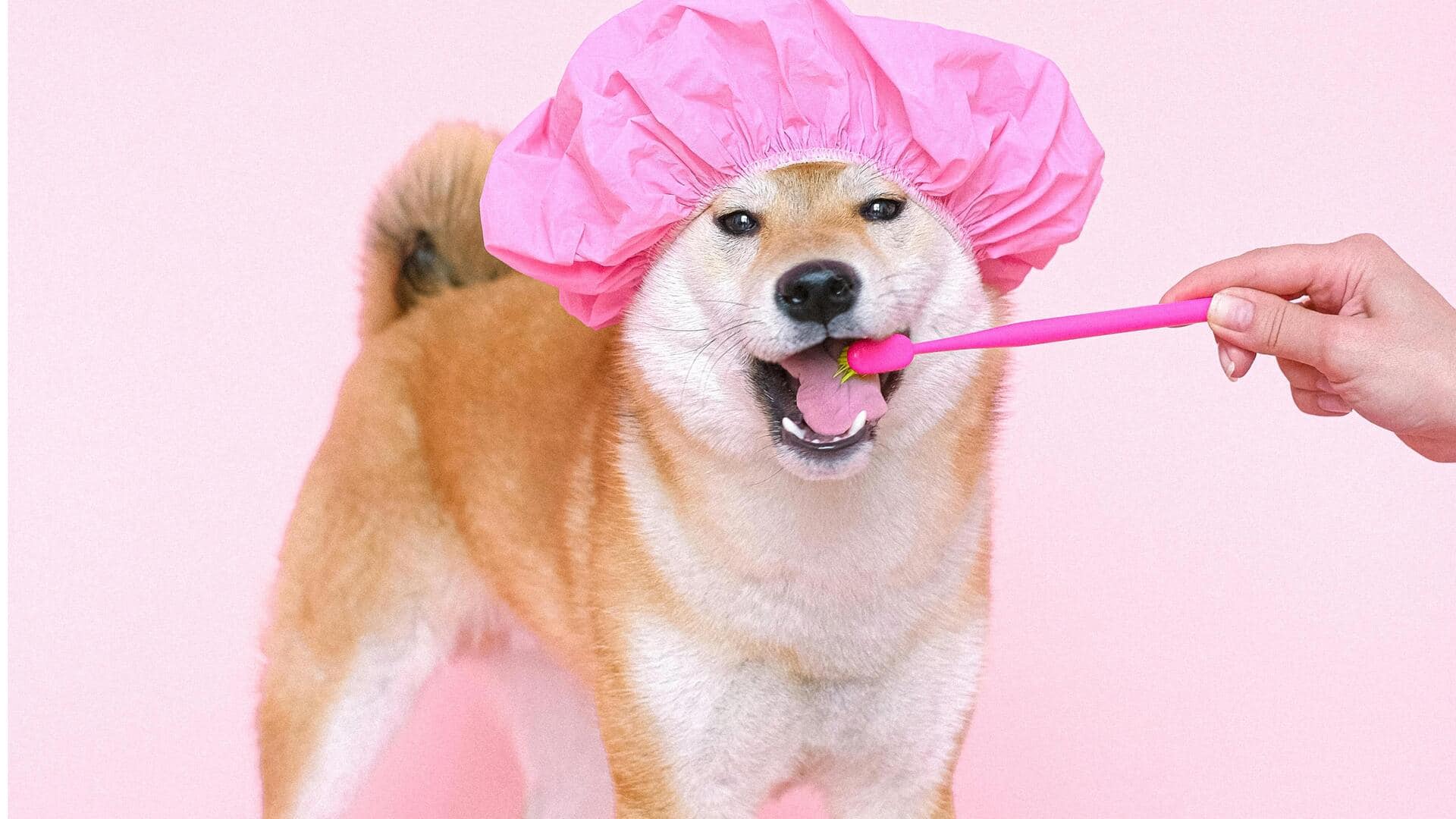 गर्मियों के दौरान अपने पालतू जानवरों की साफ-सफाई के लिए अपनाएं ये 5 तरीके