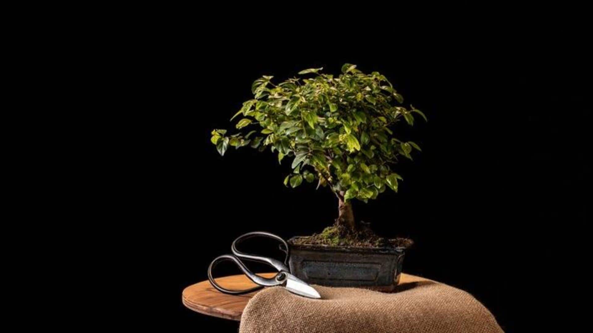 बहुत ज्यादा देखभाल की जरूरत होती है इन 5 पौधों को, तभी रहेंगे हरे-भरे बहुत ज्यादा देखभाल की जरूरत होती है इन 5 पौधों को, तभी रहेंगे हरे-भरे