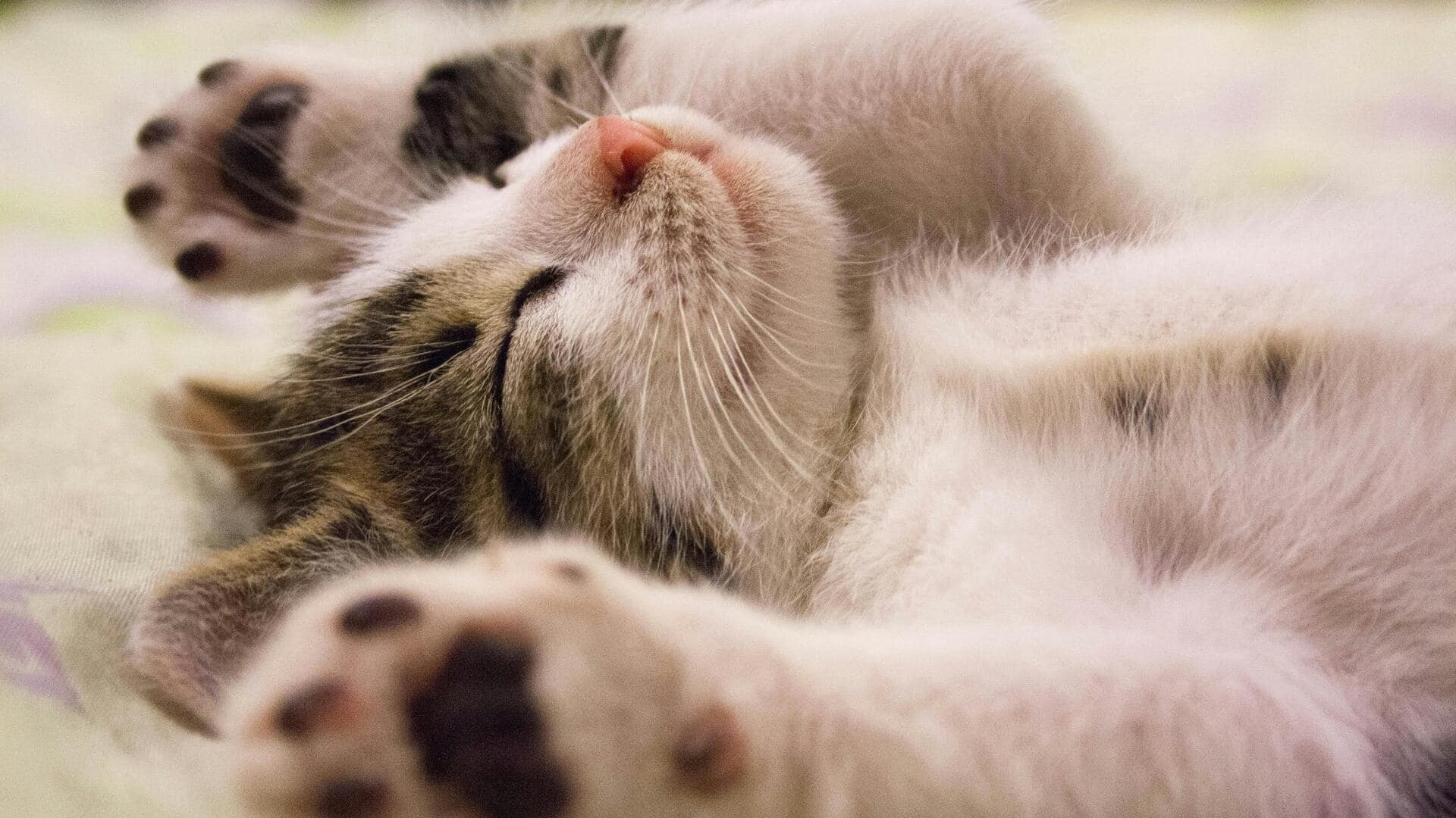 बिल्ली के सोने के तरीके से पता चलती हैं उसके स्वास्थ्य से जुड़ी ये अहम बातें