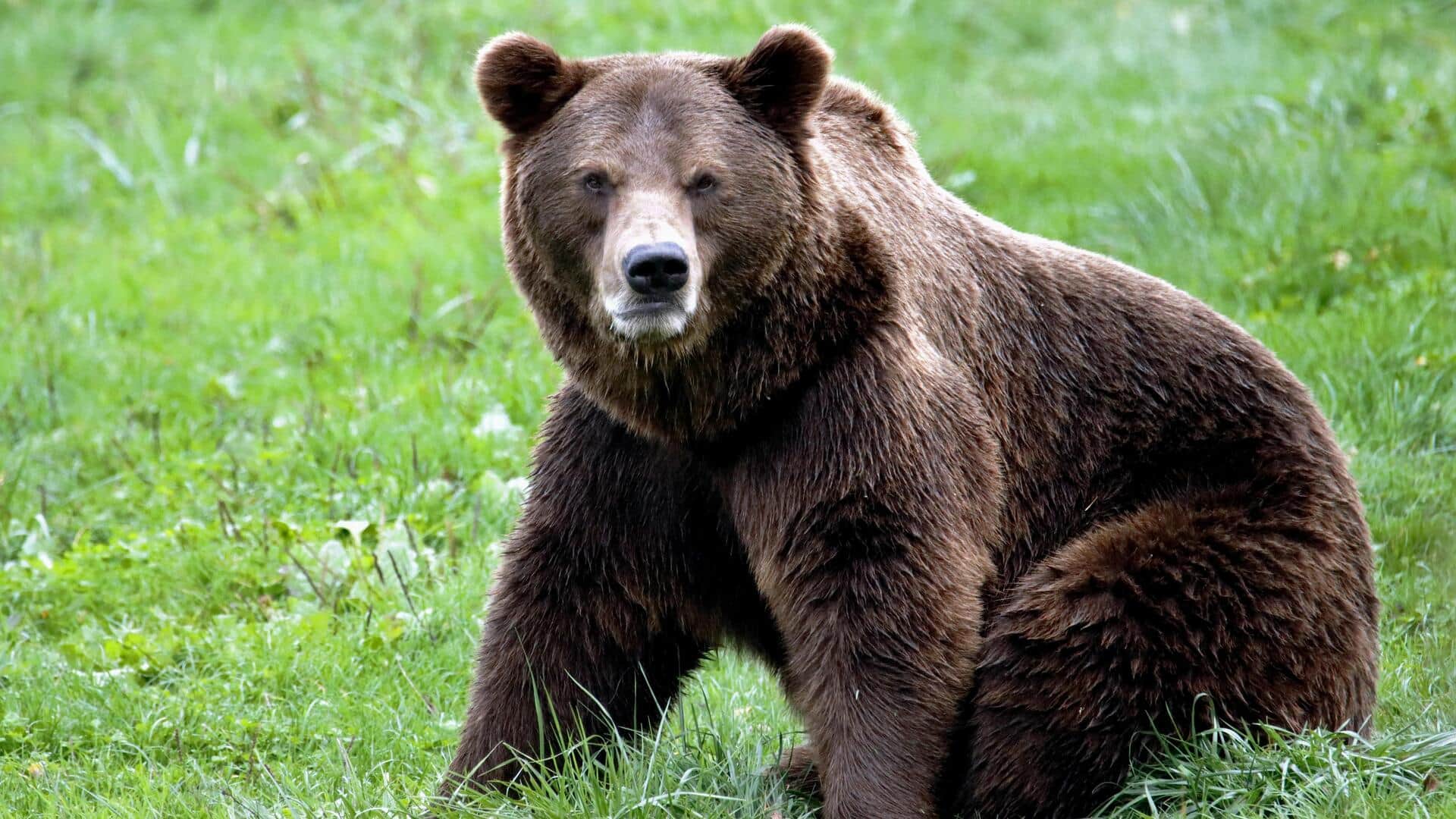 भालू क्यों होते हैं शक्तिशाली? जानिए 5 कारण