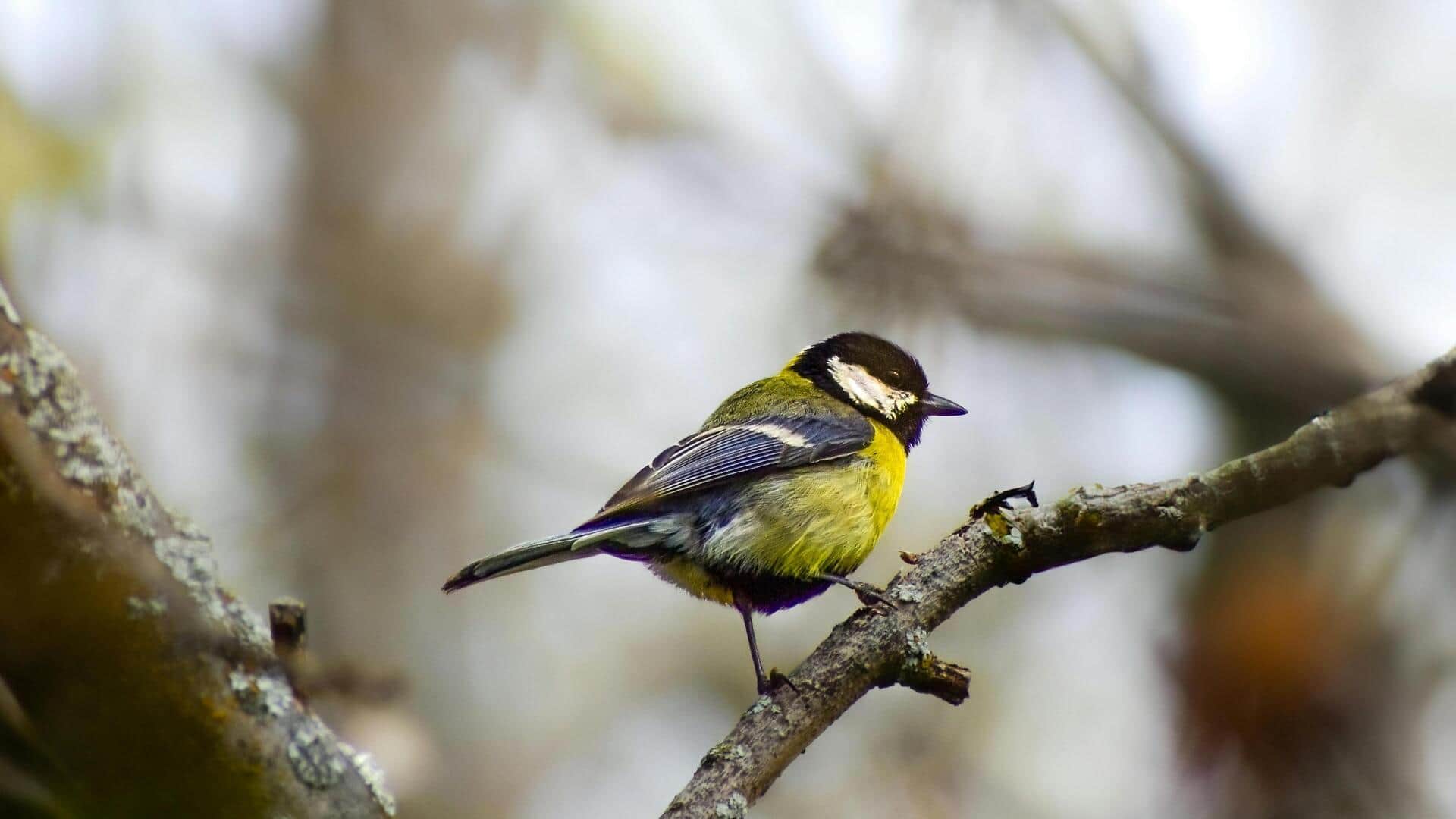 पक्षियों को देखना बन सकता है आपके लिए एक स्वस्थ आदत, जानिए इसके फायदे