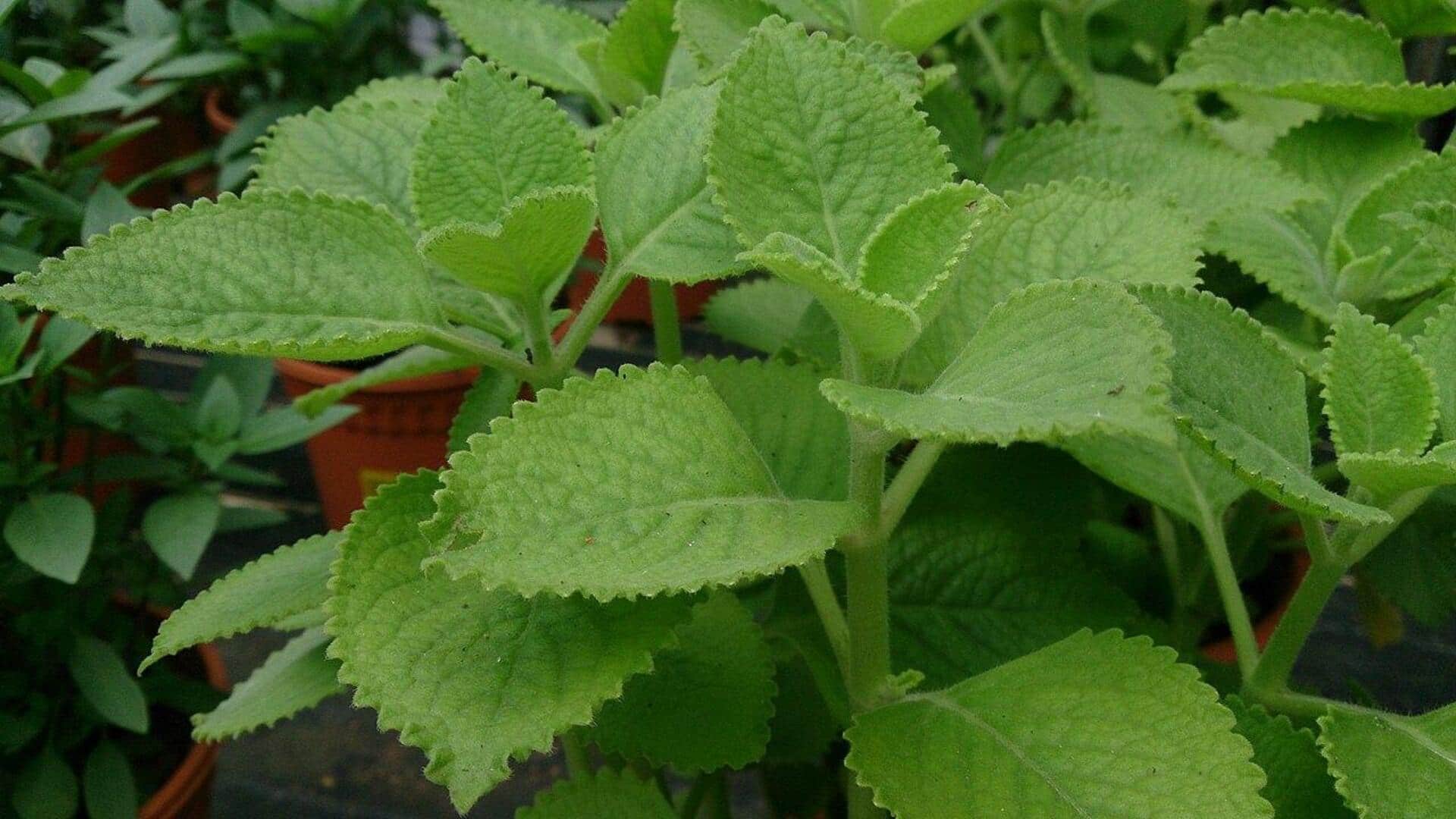 अजवाइन के पत्ते से बनते हैं कई लजीज पकवान, इन्हें इस तरह अपने घर में उगाएं